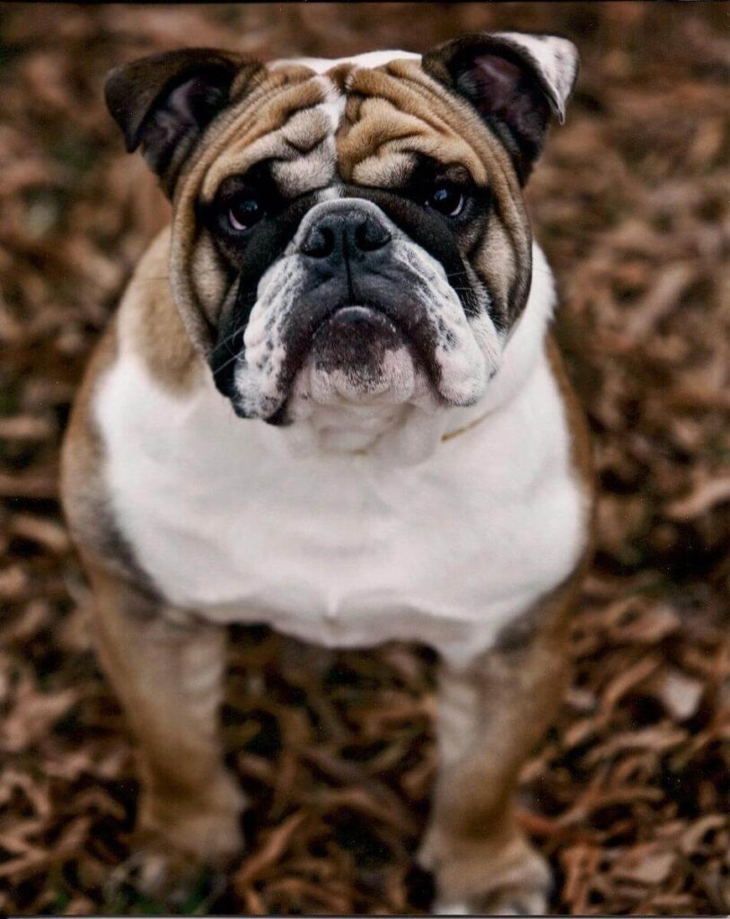 english bulldog