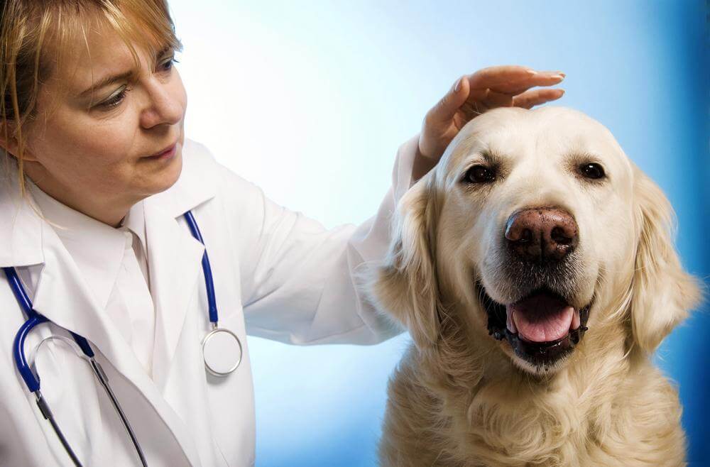 veterinarian petting a dog